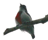 Visayan Flowerpecker - Dicaeum haematostictum