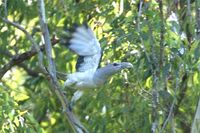 Channel billed Cuckoo