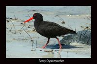 Sooty Oystercatcher