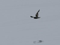 Black Storm-Petrel - Oceanodroma melania