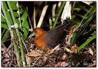 Red-necked Crake - Rallina tricolor