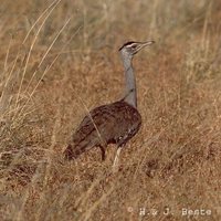 Australian Bustard - Ardeotis australis