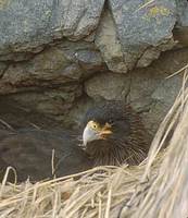Striated Caracara (Phalcoboenus australis) photo