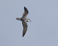 Soft-plumaged Petrel (Pterodroma mollis) photo