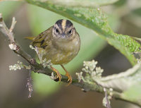 Three-striped Warbler (Basileuterus tristriatus) photo