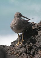 Wandering Tattler - Heterosceles incanus