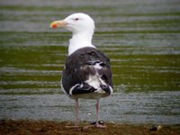 Great Black-backed Gull - Larus marinus