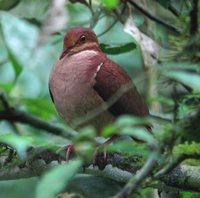 Ruddy Quail-Dove - Geotrygon montana