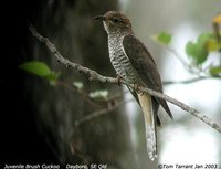 Brush Cuckoo - Cacomantis variolosus