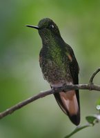 Buff-tailed Coronet - Boissonneaua flavescens