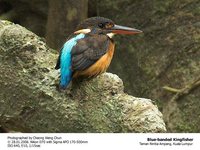 Blue-banded Kingfisher - Alcedo euryzona