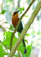 Rufous Motmot - Baryphthengus martii