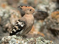 Eurasian Hoopoe - Upupa epops