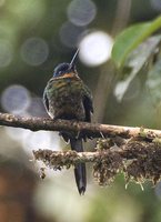 Purplish Jacamar - Galbula chalcothorax