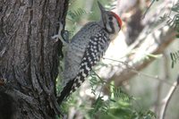 Ladder-backed Woodpecker - Picoides scalaris