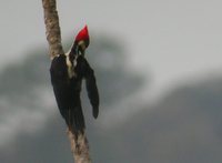 Crimson-crested Woodpecker - Campephilus melanoleucos