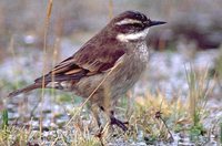 Bar-winged Cinclodes - Cinclodes fuscus
