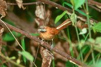 Hoary-throated Spinetail - Synallaxis kollari