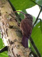 Red-billed Scythebill - Campylorhamphus trochilirostris