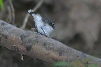 Band-tailed Antbird - Hypocnemoides maculicauda