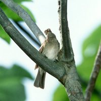 Brownish Elaenia - Elaenia pelzelni