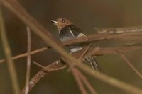 Black-chested Tyrant - Taeniotriccus andrei