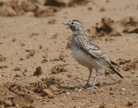 Horned Lark - Eremophila alpestris