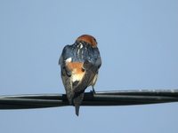 Red-rumped Swallow - Cecropis daurica