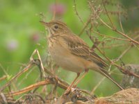 Richard's Pipit - Anthus richardi