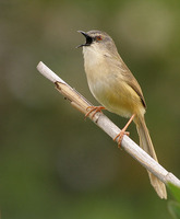 Yellow-bellied Prinia - Prinia flaviventris