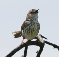 Karoo Prinia - Prinia maculosa