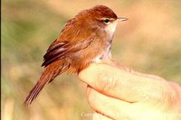 Cetti's Warbler - Cettia cetti