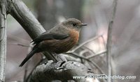 Rock Warbler - Origma solitaria