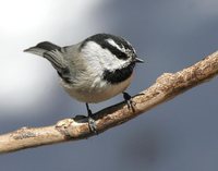 Mountain Chickadee - Poecile gambeli