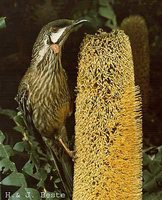 Red Wattlebird - Anthochaera carunculata