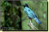 Greater Blue-eared Glossy-Starling - Lamprotornis chalybaeus