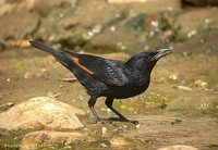 Tristram's Starling - Onychognathus tristramii