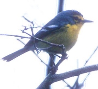 St. Lucia Warbler - Dendroica delicata