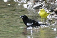 White-shouldered Tanager - Tachyphonus luctuosus