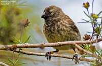 Medium Tree-Finch - Camarhynchus pauper