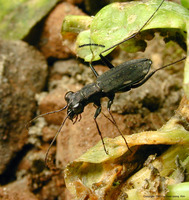 깔따구길앞잡이 - Cylindera gracilis