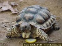 Chaco Tortoise, Geochelone chilensis