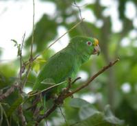 Orange-winged Parrot (Amazona amazonica)