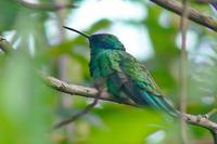 Colibri Grande - Sparkling Violetear - Colobri coruscans