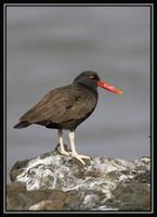 Blackish Oystercatcher  2