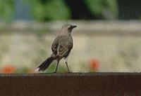 tropical mockingbird