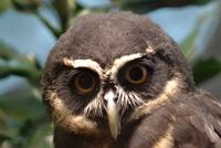 Spectacled Owl (male)