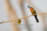 White fronted Bee eater eating a bug stock photo