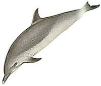 Spotted dolphin