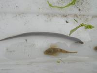 Brook lamprey and bullhead